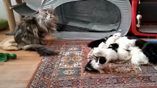 Koruma altındaki türlerden olan 29 Norveç Kedisi Ankara'da ele geçirildi